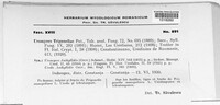 Uromyces trigonellae image